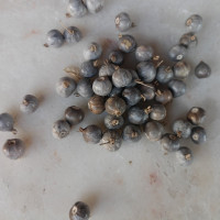 Job's tear prayer rope Theotokos tears bracelet 10021