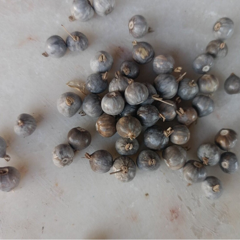 Job’s Tears beads, tear of Virgin Mary, supplies jewellery making 10166